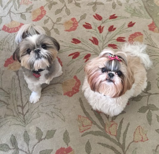 Pippin and Zoe, December 2014